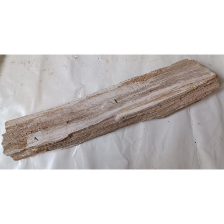 Xilopalo 1