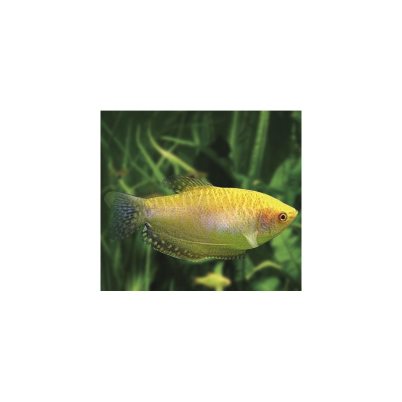 Gurami dorado x 1