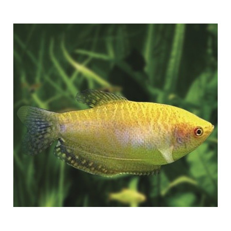 Gurami dorado x 1