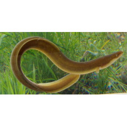Anguila pequeña x 1
