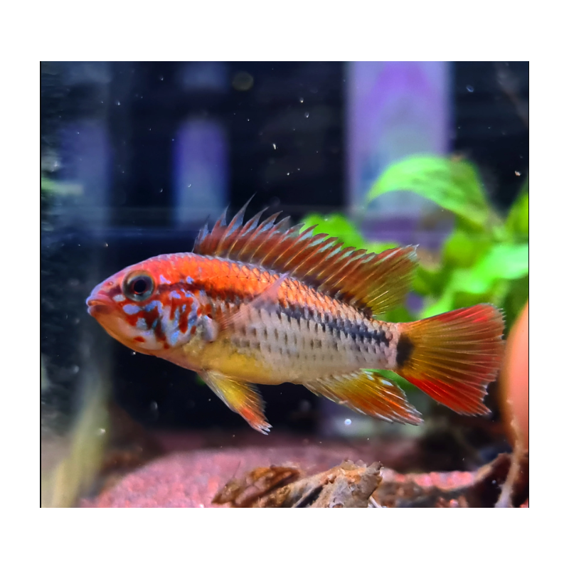Apistogramma macmasteri x 1