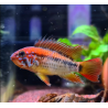 Apistogramma macmasteri x 1