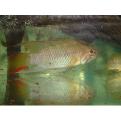 Apistogramma macmasteri x 1