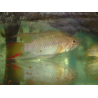 Apistogramma macmasteri x 1