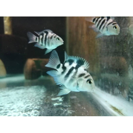 Ciclido convicto polar blue x 1