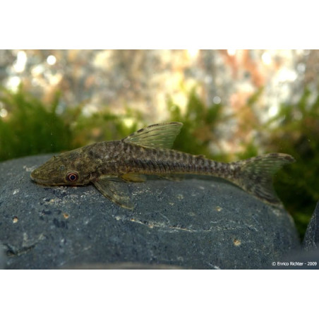 Otocinclus gigante x 1