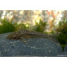 Otocinclus gigante x 1
