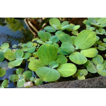 Lechuga de agua x 1