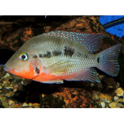 Cíclido boca de fuego x 1