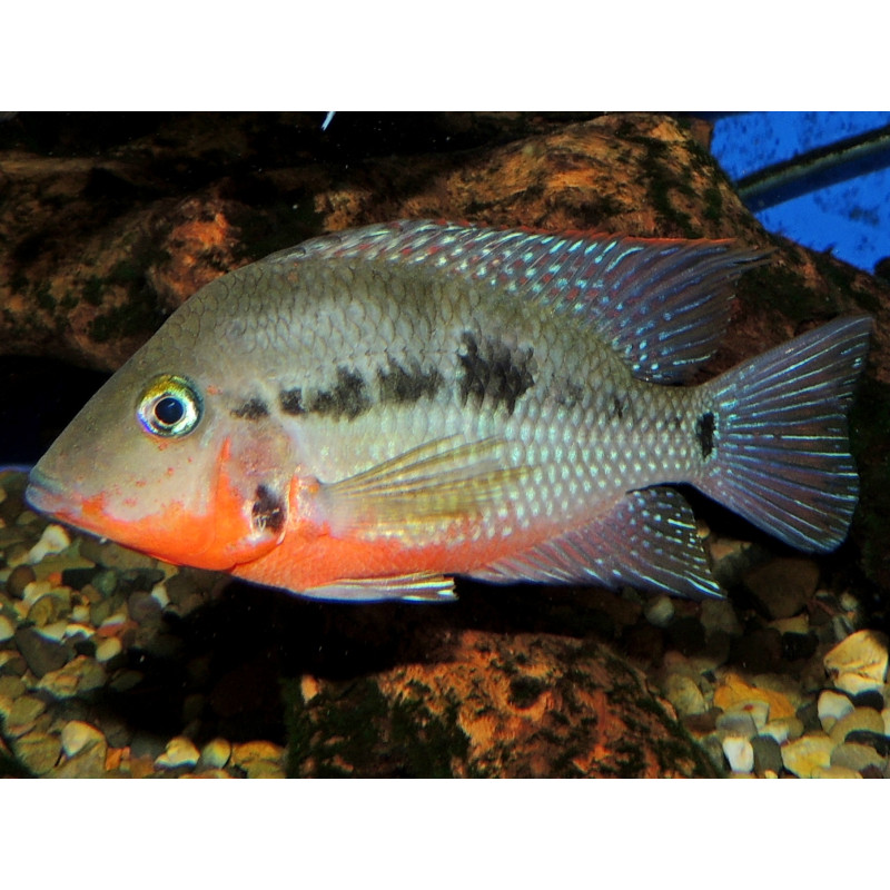 Cíclido boca de fuego x 1