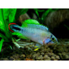 Apistogramma Panduro x 1