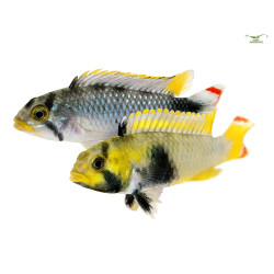 Apistogramma Panduro x 1
