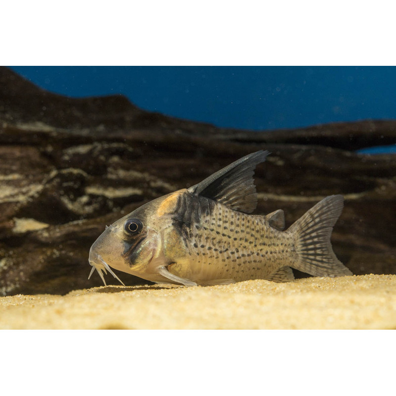 Corydora wotroi x 1