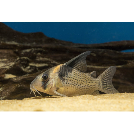 Corydora wotroi x 1
