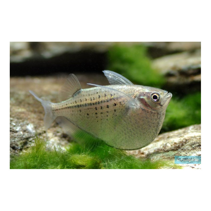 Hacha gasteropelecus x 5