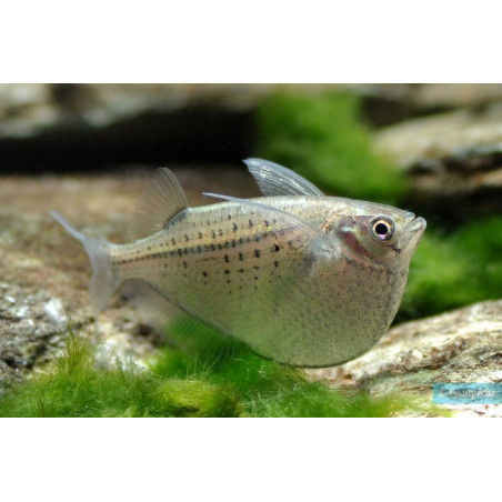 Hacha gasteropelecus x 5