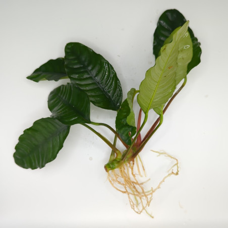 Anubia Barteri var. coffeefolia x 1