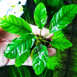 Anubia Barteri var. coffeefolia x 1