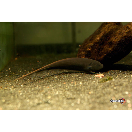 Cuchillo negro grande x 1