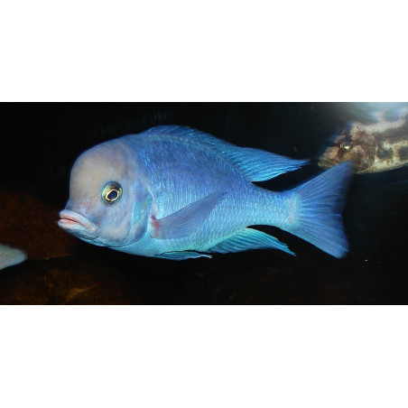 Cíclido Delfín del Malawi pequeño x 1