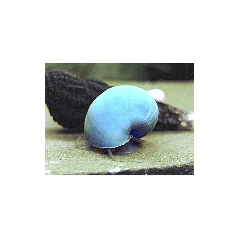 Caracol manzana azul x 1