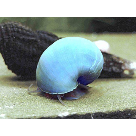Caracol manzana azul x 1
