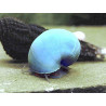 Caracol manzana azul x 1