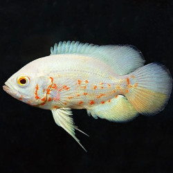 Oscar albino pequeño x 1