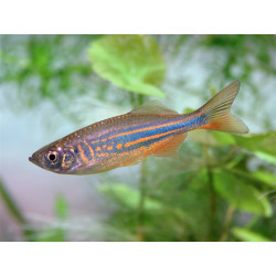 Danio malabaricus x 2