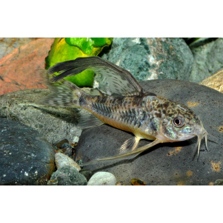Corydora paleatus x 1