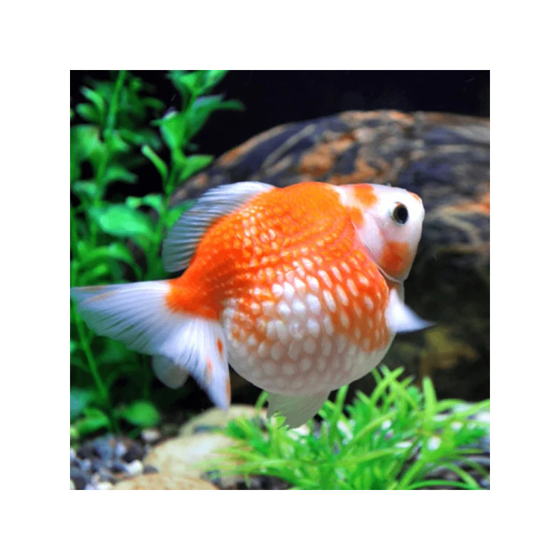 Bailarina Escama de perla Pelota de golf pequeña x 1