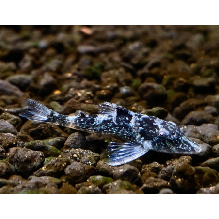 Otocinclus pimienta x 6