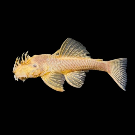 Ancistrus albino x 1