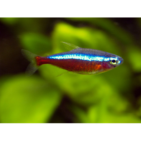 Tetra Cardenal pequeño x 12