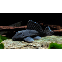 Cucha panaque azul x 1