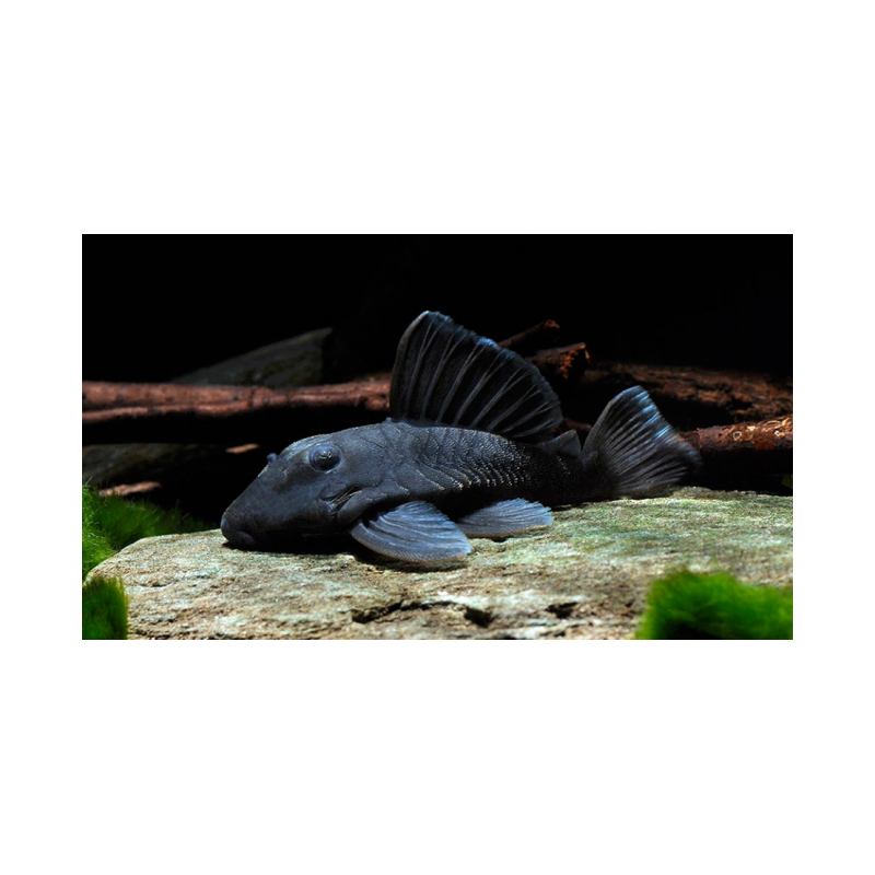 Cucha panaque azul x 1