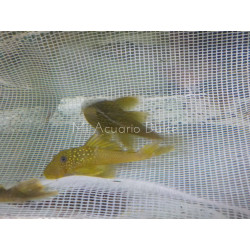 Cucha verde amarilla x 1