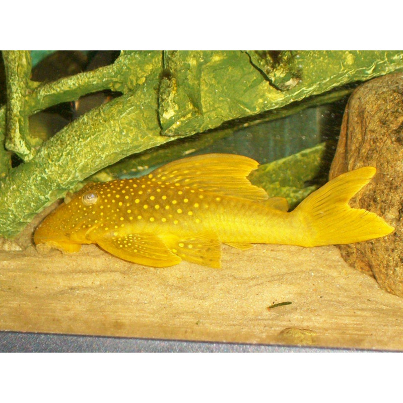 Cucha verde amarilla x 1