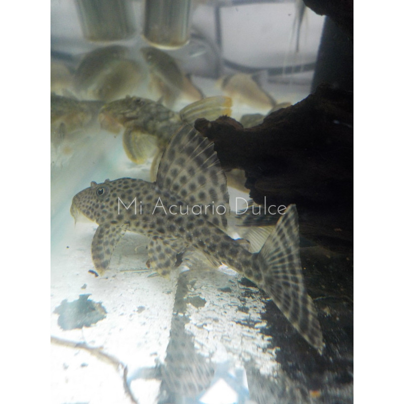 Cucha hipóstomo x 1