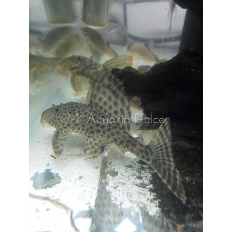 Cucha hipóstomo x 1