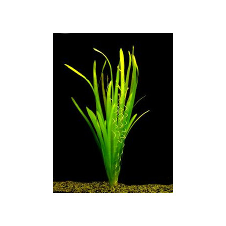 Vallisneria gigante x 1