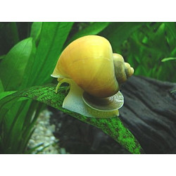Caracol manzana amarillo x 1