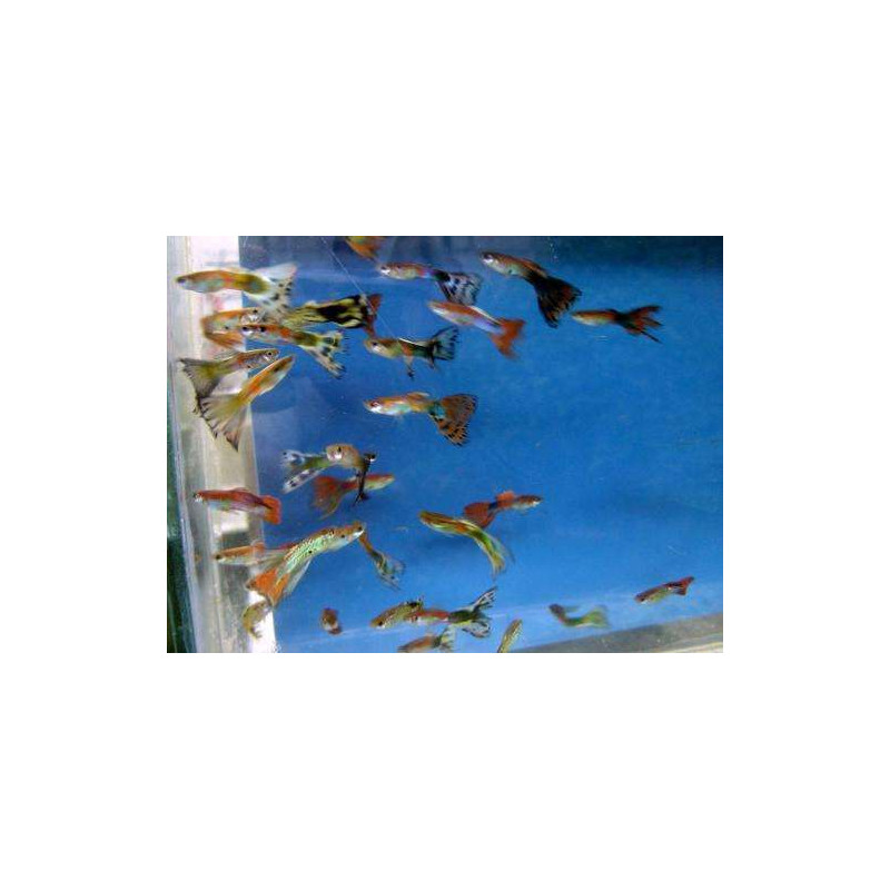 Guppy de velo x 1