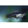 Guppy de velo x 1