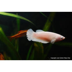 Betta hembra x 1