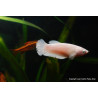 Betta hembra x 1