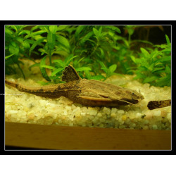 Pez banjo catalina x 1