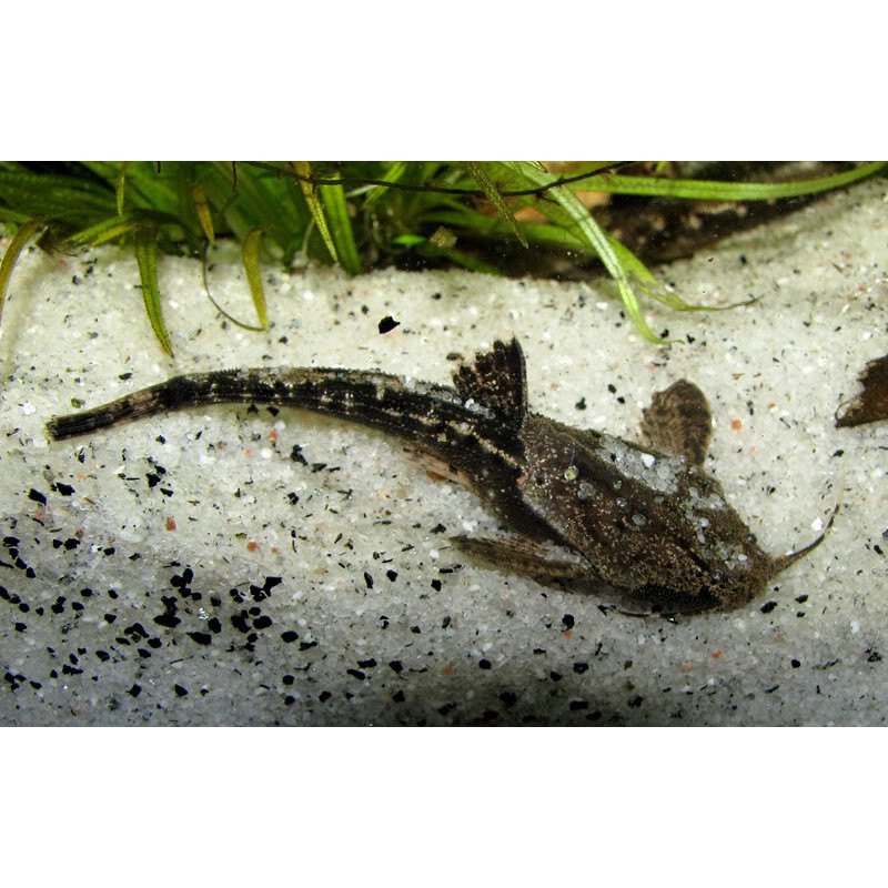 Pez banjo catalina x 1