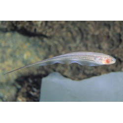 Cuchillo transparente x 1