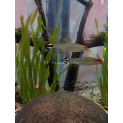 Tetra nariz de borracho x 12